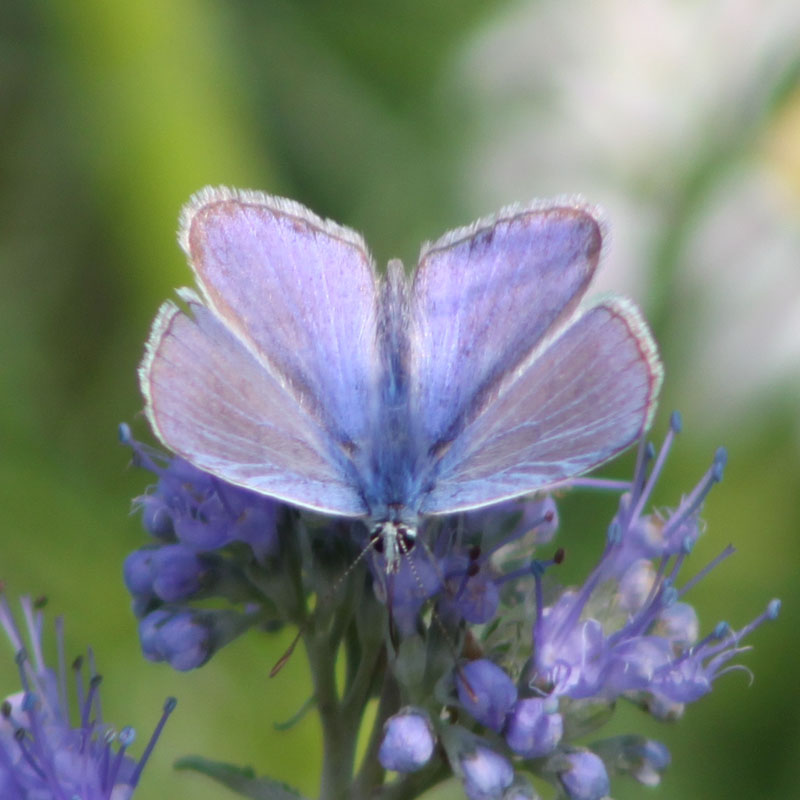 Polyommatus icarus